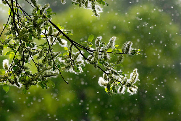 Pollen like snow  willow tree photos stock pictures, royalty-free photos & images