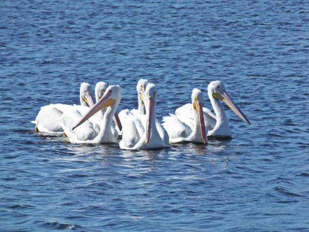 istock American White Pelican (Pelecanus erythrorhynchos) 918212104
