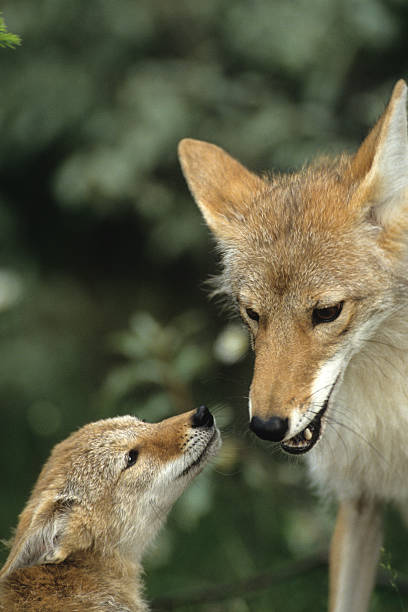 istock Mother Coyote Interacting with Pup 91821370