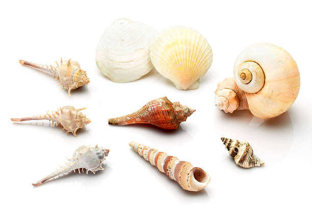 istock Testacean,variety of seashell in white background. 91821414
