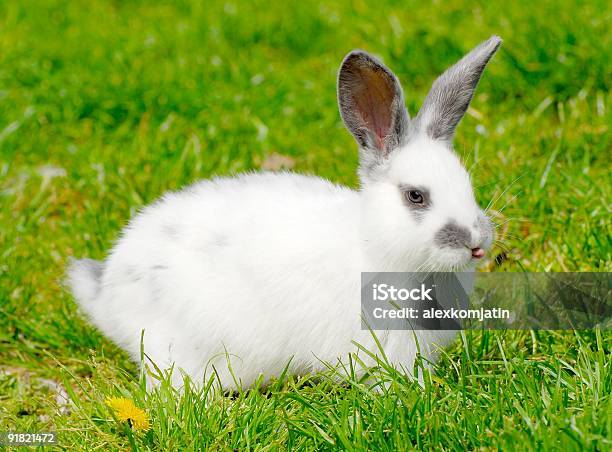 Coelho - Fotografias de stock e mais imagens de Animal - Animal, Animal de Estimação, Bicho de Pelúcia