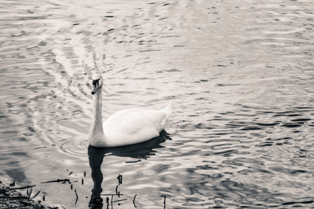 istock Swan approaching shore of lake 918215322