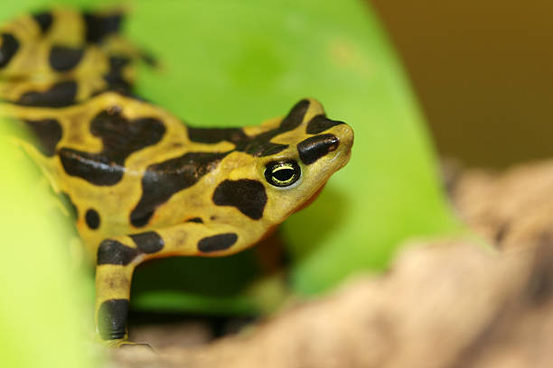 istock Panamanian golden frog 91821567