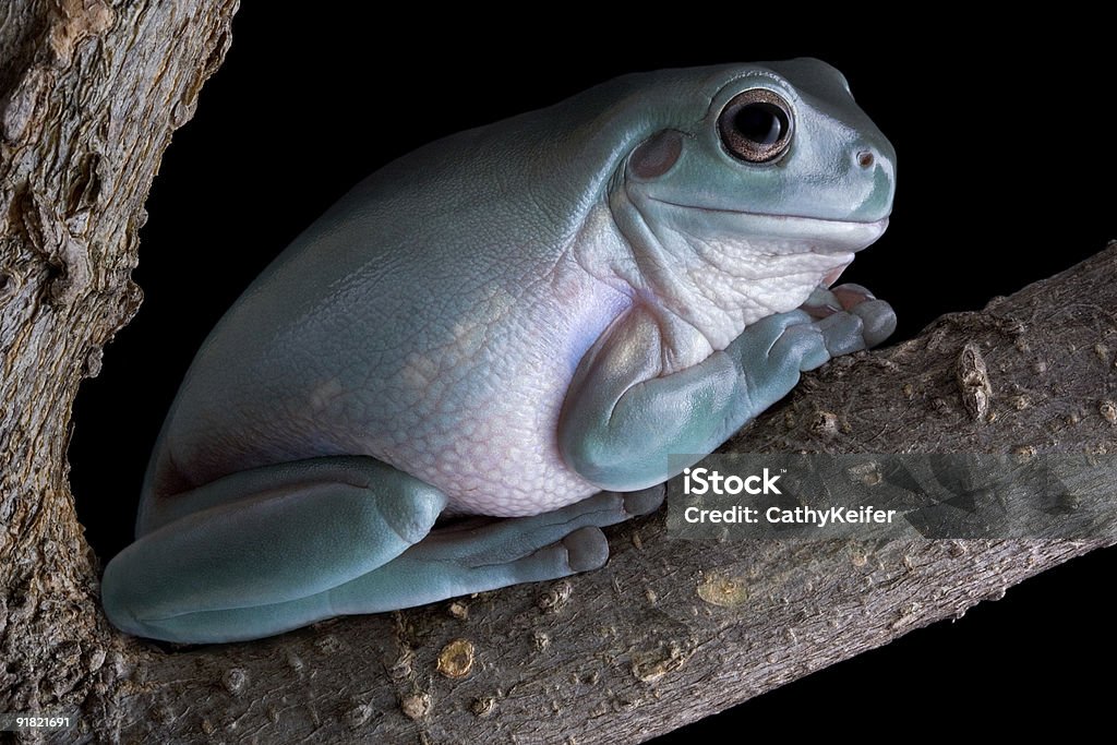 Tree frog at night  Amphibian Stock Photo