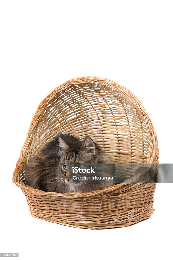 Кошка в плетеной корзине - Стоковые фото Без людей роялти-фри