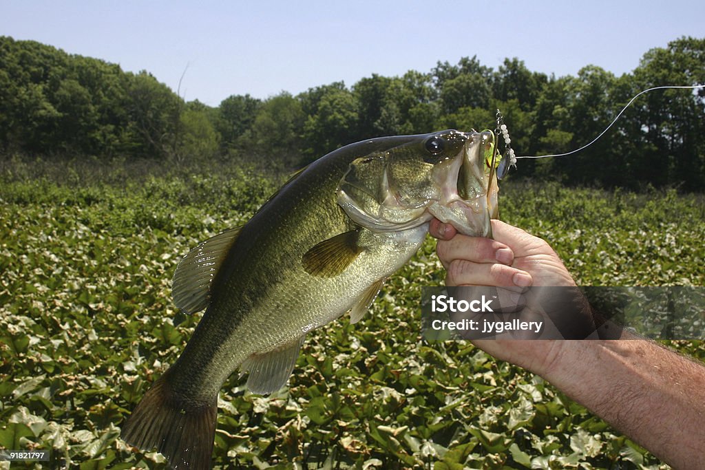 Homem segurando o peixe ele só - Foto de stock de Micropterus Salmoides royalty-free