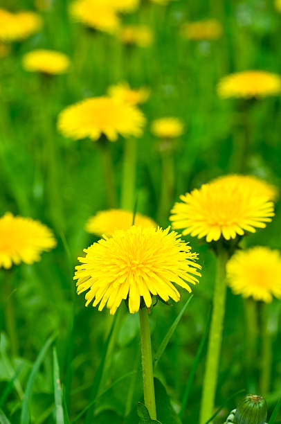 istock Field of dandelions 91821850