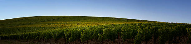 Vista panorâmica de uma vinha da Borgonha - fotografia de stock