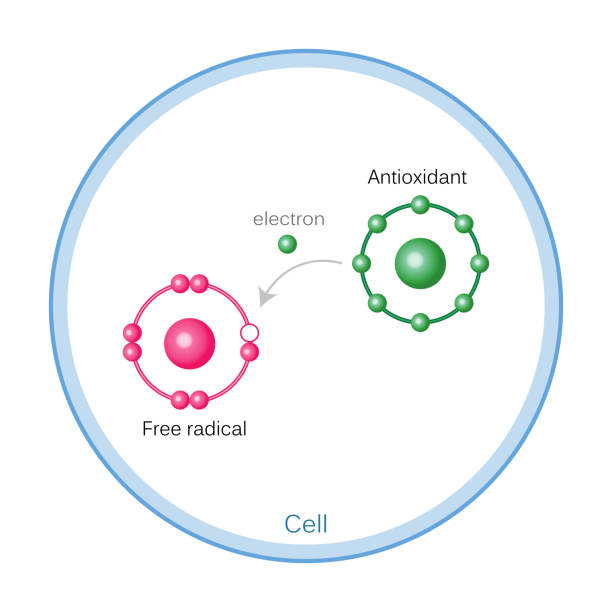 ilustrações de stock, clip art, desenhos animados e ícones de how antioxidants work on free radicals damage - antioxidant