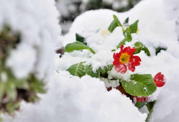 close on red primrose in a garden covered with snow