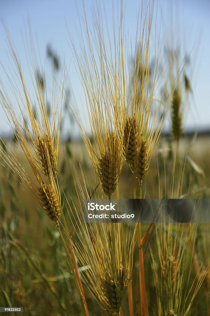 Weizen - Lizenzfrei Farbbild Stock-Foto