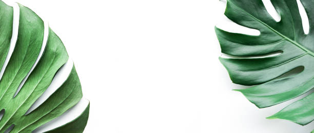 Real monstera leaves set on white background.Tropical,botanical nature concepts ideas.flat lay.top view