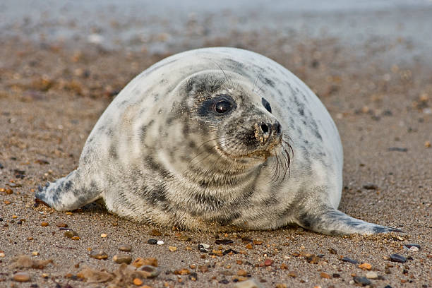 Common seal – Foto