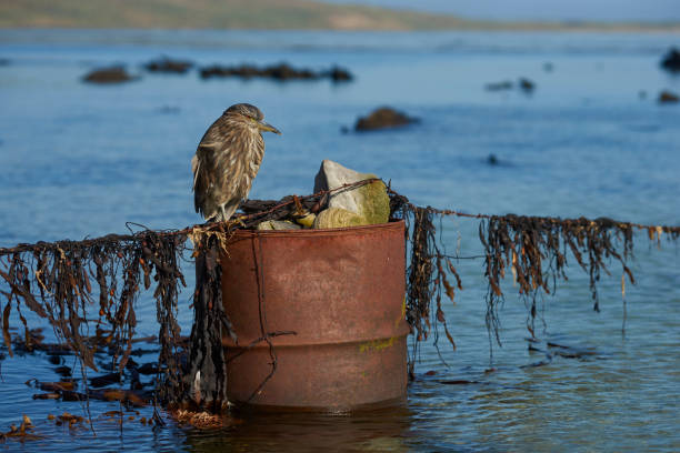 ブラックの王冠夜のヘロン - heron night heron island water ストックフォトと画像