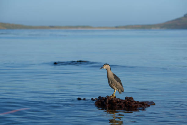 黒戴冠させた夜 heron 狩猟 - heron night heron island water ストックフォトと画像