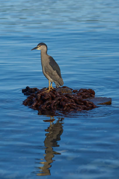 黒戴冠させた夜 heron 狩猟 - heron night heron island water ストックフォトと画像