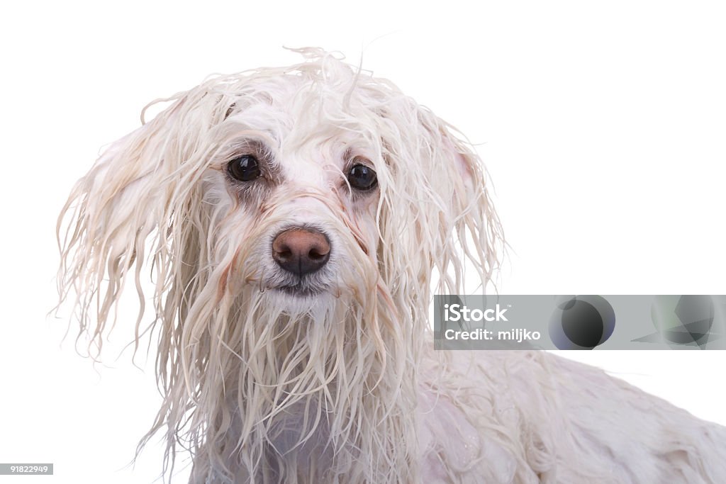 Bellissimo cane su sfondo bianco - Foto stock royalty-free di Cane