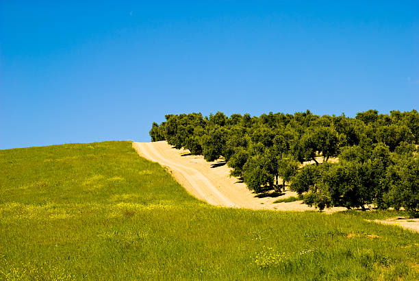 Krajobraz z drzew oliwnych w Hiszpanii – zdjęcie
