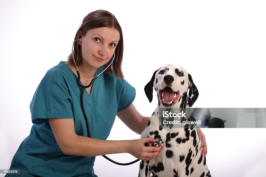 Dalmatian und Veterenarian - Lizenzfrei Hund Stock-Foto