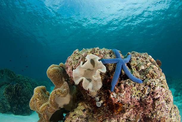 istock Sea Star and Coralhead Landscape 91823406