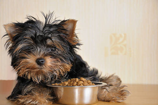 A small puppy sitting by a bowl of food stock photo