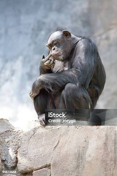 Scimpanzé - Fotografie stock e altre immagini di Africa - Africa, Animale, Animale in cattività