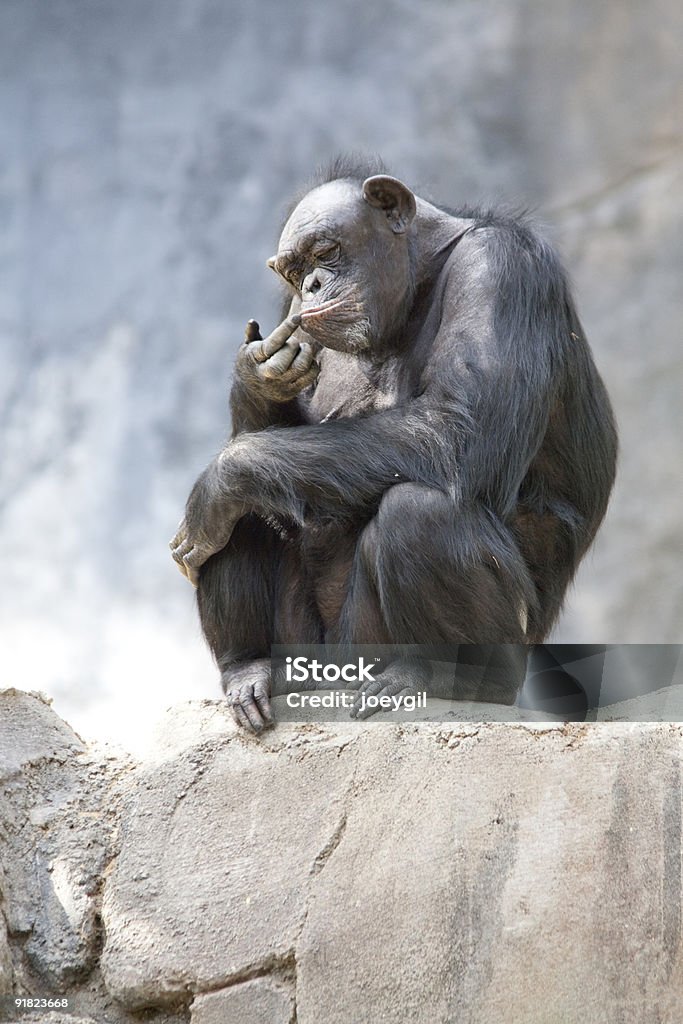 Chimpanzé - Foto de stock de Animais em Extinção royalty-free