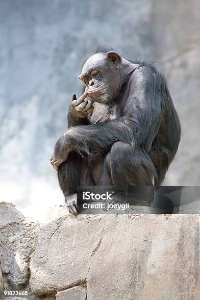 Foto de Chimpanzé e mais fotos de stock de Animais em Extinção - Animais em Extinção, Animal, Cativeiro