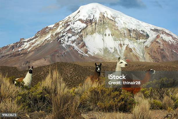 Llamas In Bolivia Stock Photo - Download Image Now - Bolivia, Oruro Department, Andes