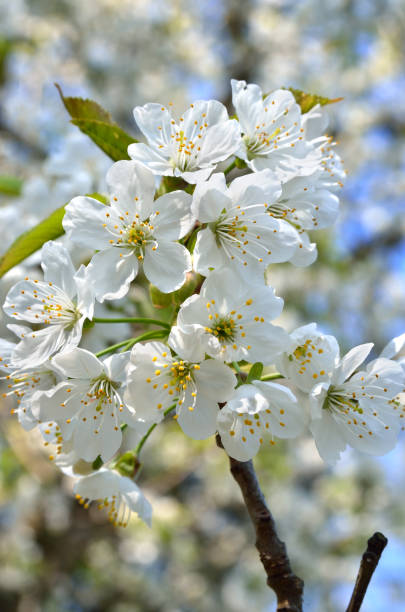istock White flowers on the branches of trees in the spring 918237098