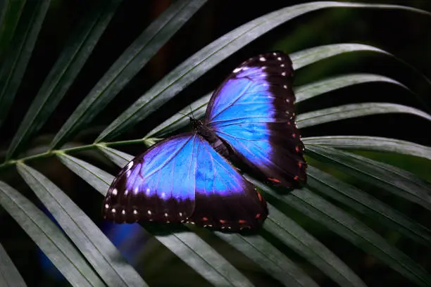 Morpho-peleides, belonging to the Nymphalidae family. Blue butterfly rests on a palm leaf and opens the beautiful blue wings.