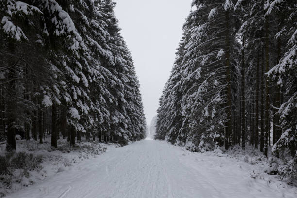 Snow track in the forest