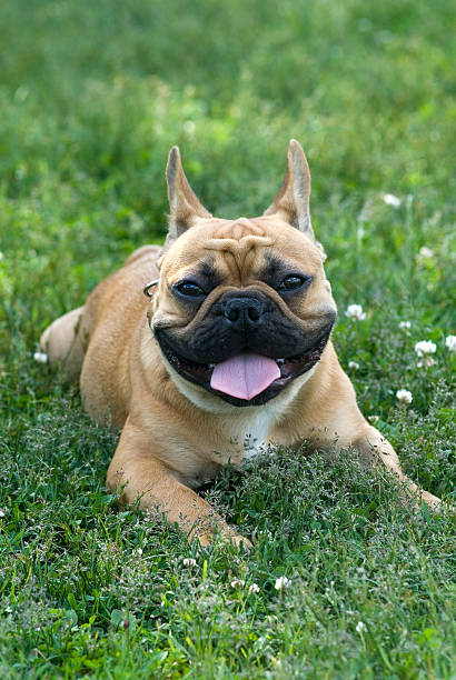 French bulldog stock photo