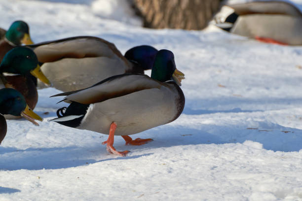 istock the duck in winter 918238922