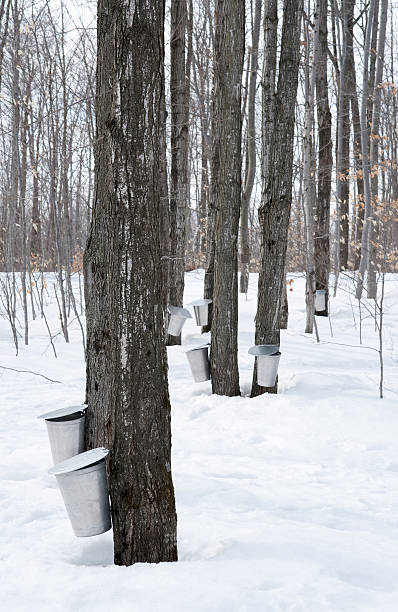istock Collecting sap for maple syrup production 91824241