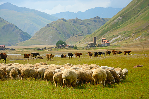 Sheeps and cattle in Truso Valley (Georgia, Ossetian border)