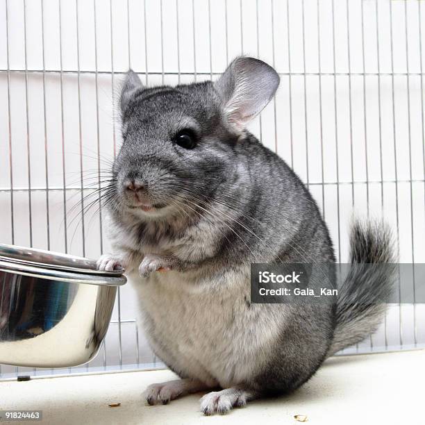 Chinchilla In His Cage Stock Photo - Download Image Now - Chinchilla - Rodent, Eating, Animal