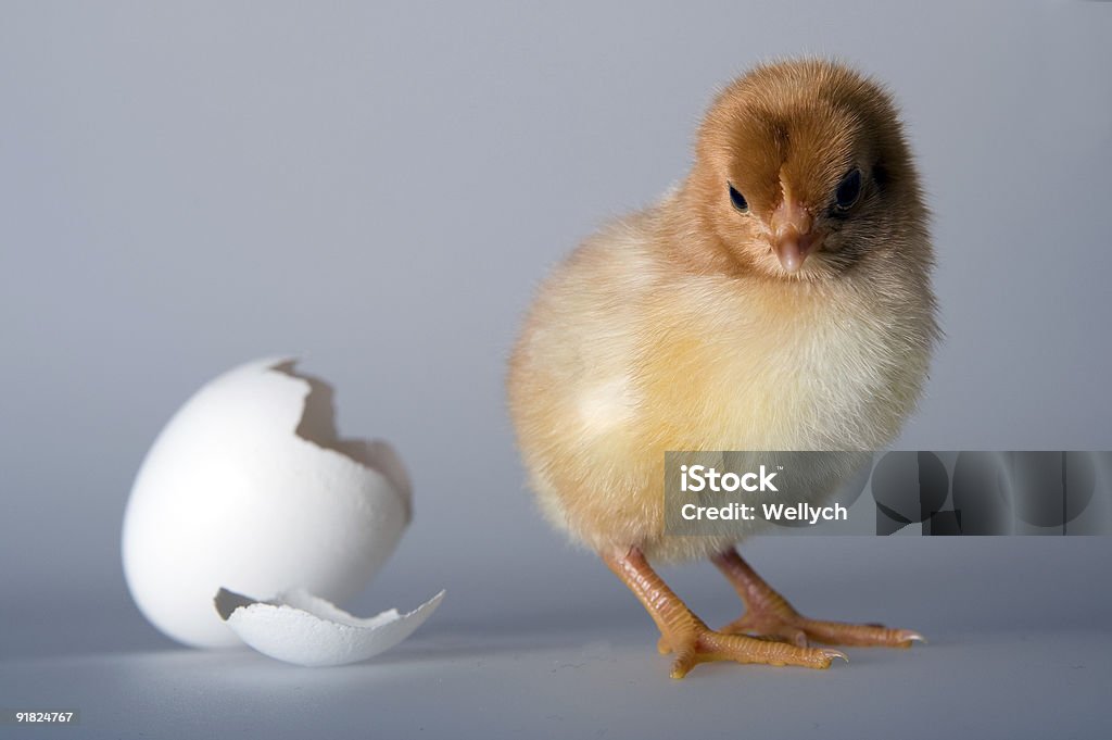 Just hatched  Animal Stock Photo