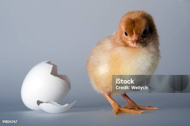 Just Hatched Stock Photo - Download Image Now - Animal, Animal Egg, Arrival