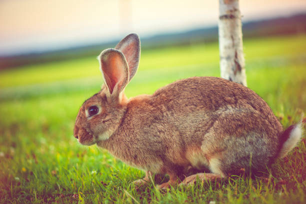 istock Cute rabbit with big ears outdoors 918247722