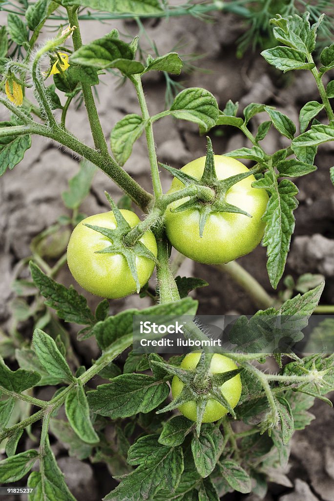 closeup of green tomatoes growing  Agriculture Stock Photo