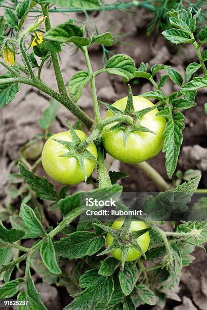 Closeup Of Green Tomatoes Growing Stock Photo - Download Image Now - Agriculture, Biology, Botany