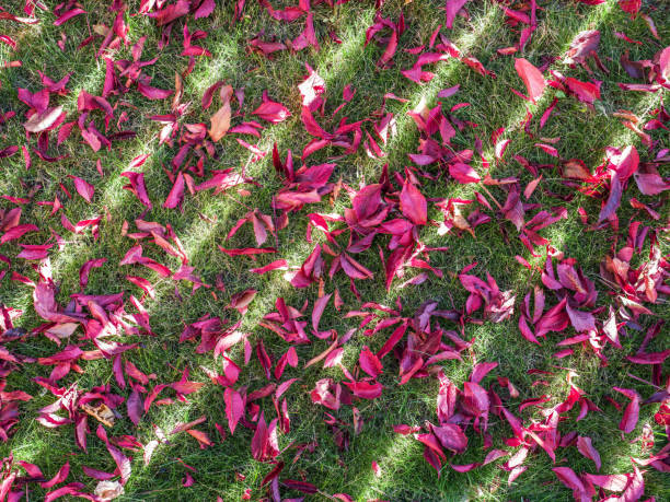 Red leaves on the green grass. Nature background.