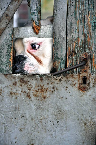 istock Sad dog behind door 91825535
