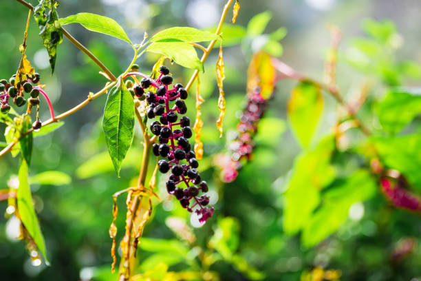 Wild black berries in the forest Wild black berries in the forest padus avium stock pictures, royalty-free photos & images