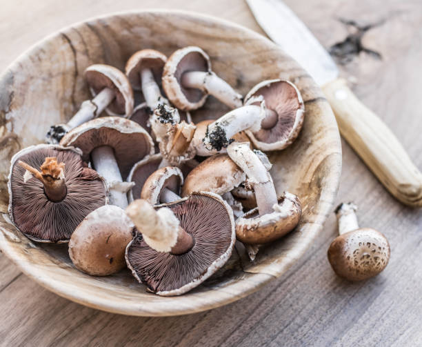 istock Champignon mushrooms in the bowl. 918255962