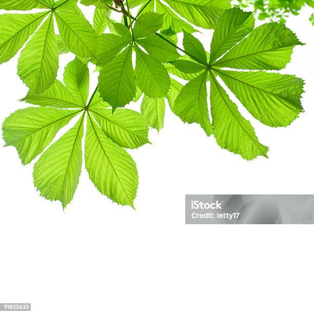 Castagna - Fotografie stock e altre immagini di Albero - Albero, Bianco, Castagno