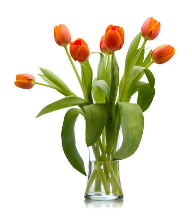 Seven red orange freshly cut tulips in a clear glass vase filled with water isolated over white with reflection that quickly fades to white. 