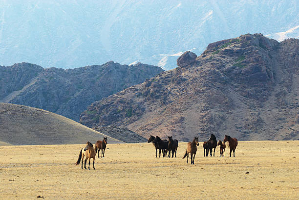 cavalli selvaggi in montagne del deserto - lost horse valley foto e immagini stock