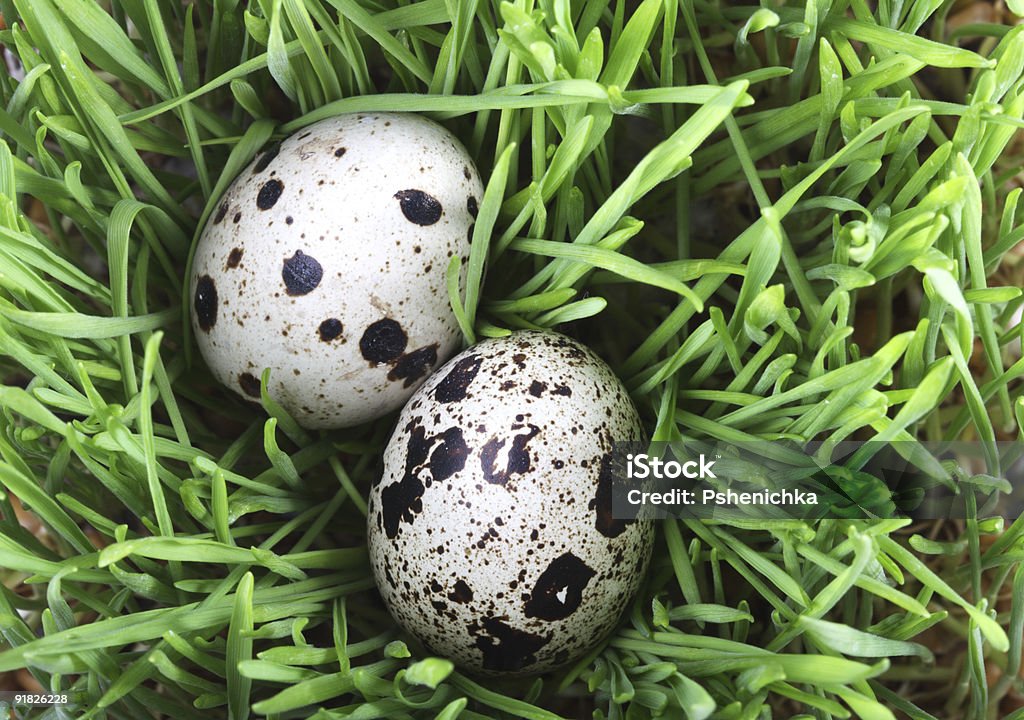 Uova di quaglia in the grass - Foto stock royalty-free di Alimentazione sana